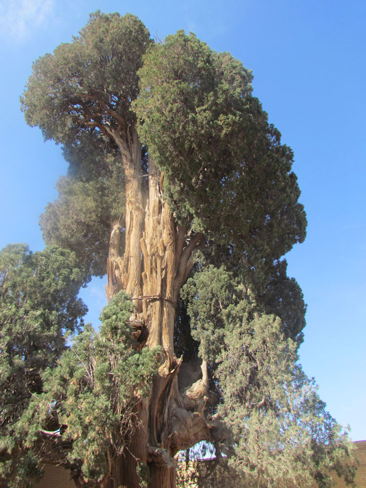 Cham Cypress