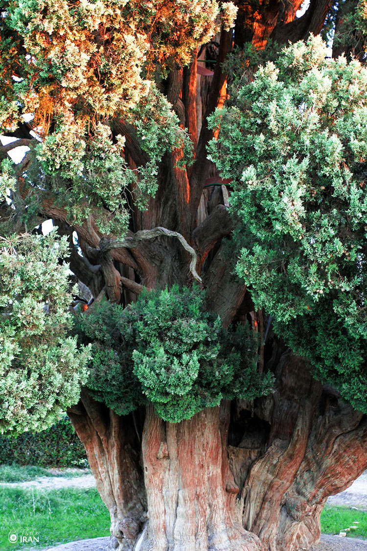 Sarv-e Abarkuh ( Cypress of Abarkuh )